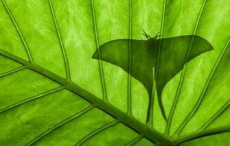 Wallpaper Sheet Butterfly Silhouette Saturnia Luna Emperor