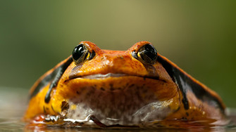 Black And Orange Frog 4k Wallpaper