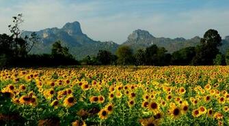 Field Of Sunflowers In The Resort Lopburi Thailand Wallpaper And