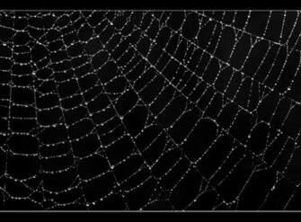 Spider Web Wallpaper And Background