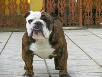 All HD Image French Bulldog Wallpaper