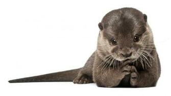 Animal Wool Fur Beautiful Wallpaper Background Full HD 1080p