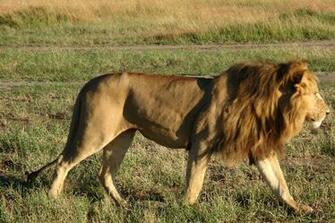 Indian Lion And African White Loin Best Size HD Wallpaper