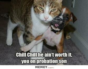 Funny Angry Cats Background
