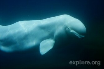 Beluga Whale Wallpaper