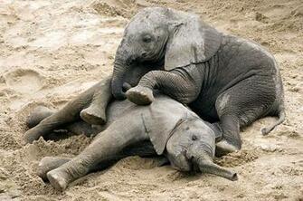 Plying Wallpaper Baby Elephant In Field On