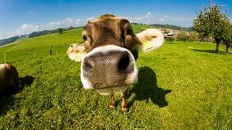 Cow Wallpaper Animal