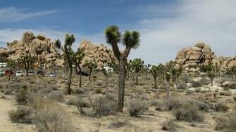 Earth Joshua Tree National Park Wallpaper