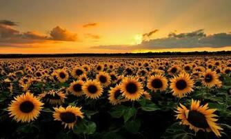 Desktop Wallpaper S Sunflower Background