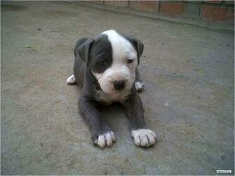 Compro Pitbull Blue Nose O Red Jpg