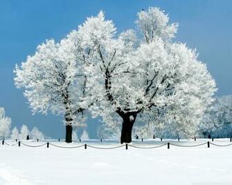 Winter HD Wallpaper
