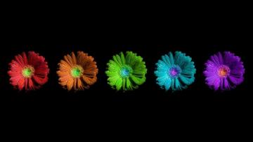Colorful Flowers Wallpaper HD Net