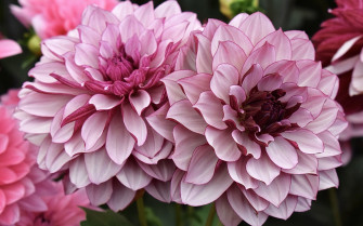 Wallpaper Pink Dahlia Flowers Garden HD Picture Image