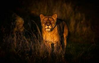 Wallpaper Grass Look Face Light Nature The Dark Background