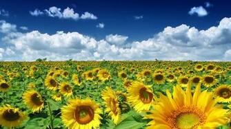 Sunflower Hi Res Background Splendid Wallpaper HD