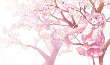 Sakura Miku HD Wallpaper And Background