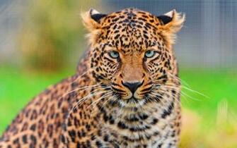Select Set As Desktop Background Wallpaper Animals Wild Cats