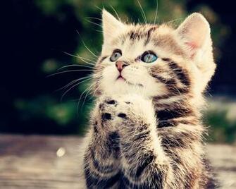 Animals Lucky Cat Desktop Wallpaper Nr By Raven0921