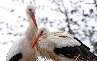 Stork Wallpaper