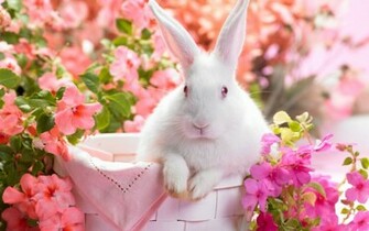 Spring Flower Wallpaper HD For Background From