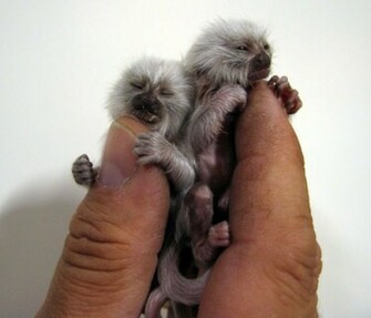 Finger Monkeys Damn Cool Pictures
