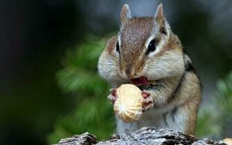 Cute Squirrel Wallpaper Wide HD