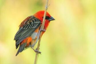 Red Sparrow Iii By Mrcoolattitude