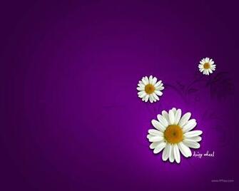 Daisy Flower Wallpaper Desktop