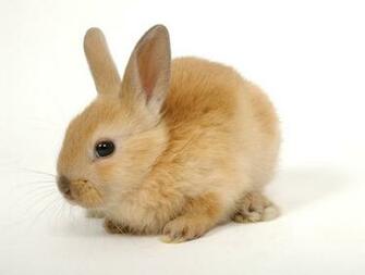 Baby Rabbit Wallpaper