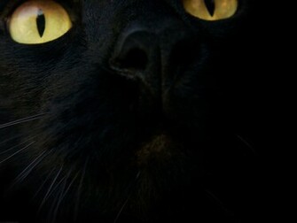 Black Cat Wallpaper
