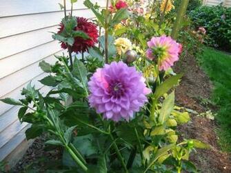 Garden Flowers Image Wallpaper HD Fine