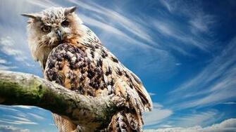 Barn Owl HD Wallpaper 4k