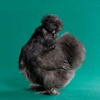 Day Old Chicks Blue Silkie Bantam
