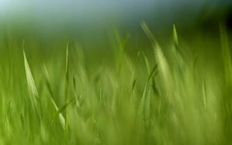 Windy Grass Wallpaper