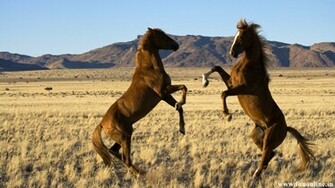 Beautiful Wallpaper Wild Horses