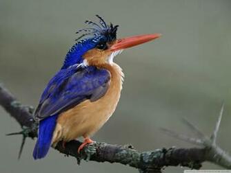 Malachite Kingfisher Lake Nakuru National Park Kenya 4k HD