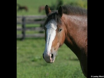 Draft Horse Desktop Wallpaper And Screensaver