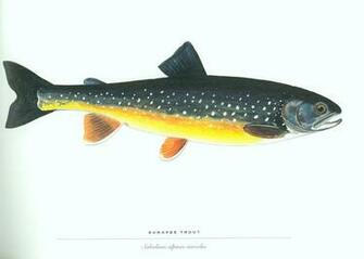 You Are Ing Fish Trout HD Wallpaper Color Palette Tags