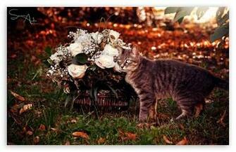 Cat HD Wallpaper For Wide Widescreen Whxga Wqxga Wuxga Wxga