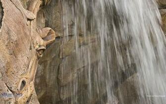 Tree Of Life Disney Wallpaper