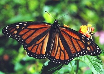 Monarch Butterfly Desktop Background Wallpaper
