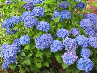 Blue Hydrangea Wallpaper