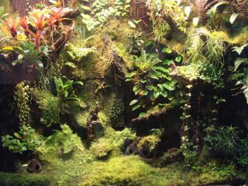 Vivarium Background Planting Terraria Terrarien