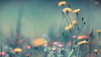 Wild Flower Wallpaper