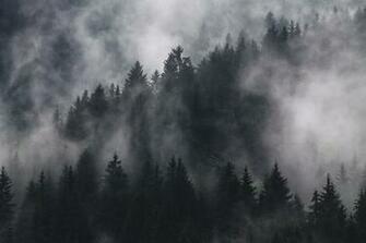 Dark Forest Pictures HD Image