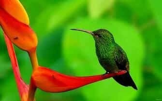 Hummingbird Computer Wallpaper Desktop Background Id