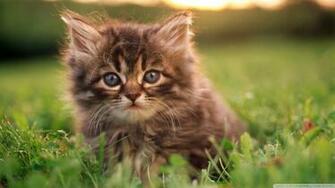 Kitten Portrait Wallpaper