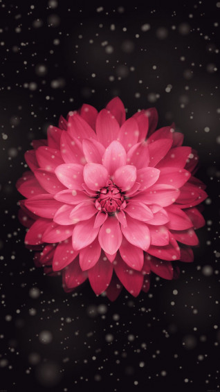 Cute iPhone Wallpaper