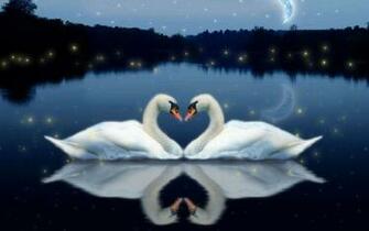 Love Bird Wallpaper