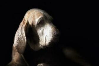 Bloodhound Wallpaper Background